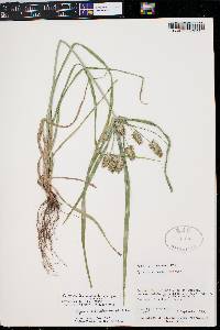 Cyperus hermaphroditus image