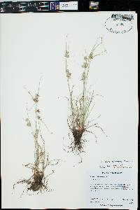 Cyperus retroflexus image