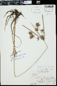 Cyperus setigerus image