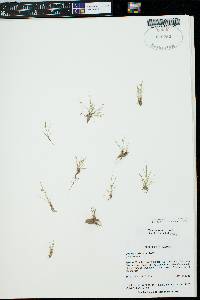 Cyperus squarrosus image