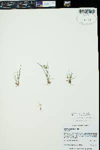 Cyperus squarrosus image