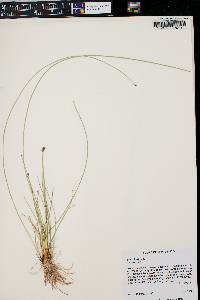 Eleocharis rostellata image