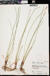 Eleocharis cellulosa image