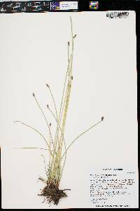 Eleocharis erythropoda image