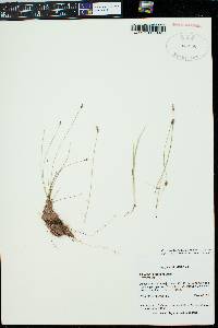 Eleocharis parishii image