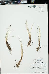 Eleocharis quinqueflora image