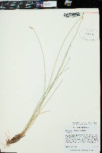 Eleocharis rostellata image