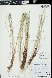 Eleocharis rostellata image