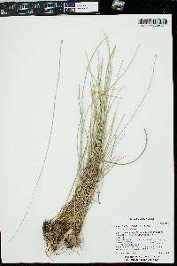 Eleocharis rostellata image