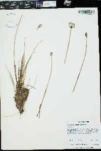 Eriophorum angustifolium image