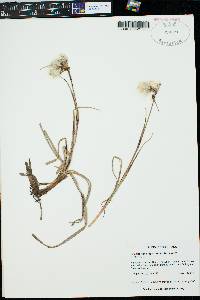 Eriophorum angustifolium image