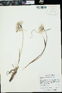 Eriophorum angustifolium image