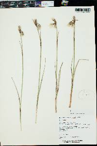 Eriophorum angustifolium image