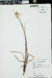 Eriophorum angustifolium image