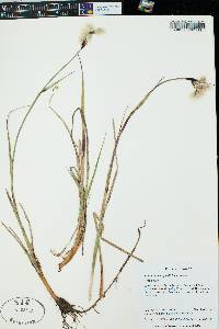 Eriophorum angustifolium image