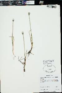 Eriophorum scheuchzeri image