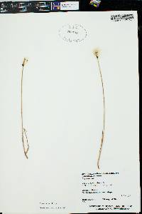 Eriophorum scheuchzeri image