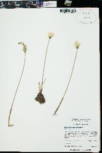 Eriophorum scheuchzeri image