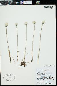 Eriophorum scheuchzeri image