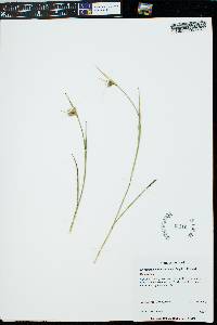 Eriophorum viridicarinatum image