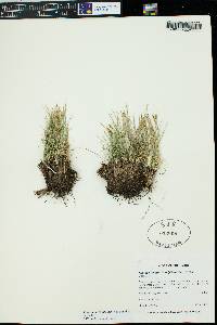 Kobresia myosuroides image