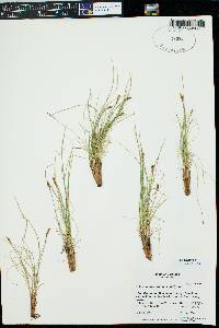 Kobresia myosuroides image