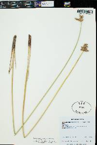 Schoenoplectus acutus image