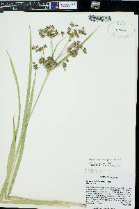 Scirpus microcarpus image