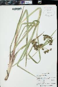 Scirpus microcarpus image