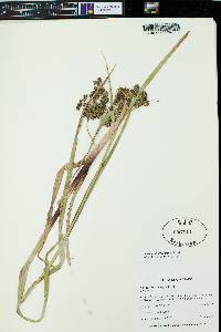 Scirpus microcarpus image