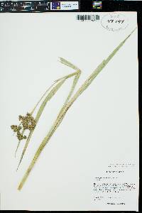 Scirpus pallidus image