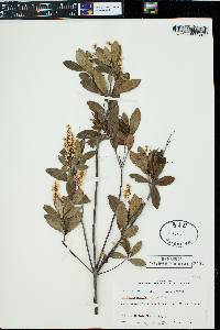 Cliftonia monophylla image