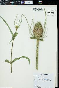 Dipsacus fullonum image