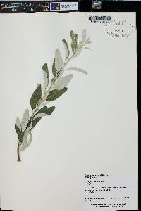 Elaeagnus angustifolia image