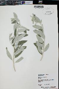 Elaeagnus angustifolia image