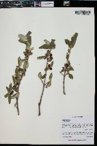 Shepherdia canadensis image