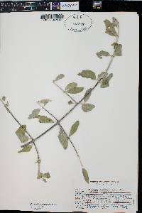 Shepherdia canadensis image