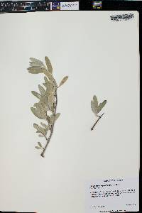 Shepherdia argentea image