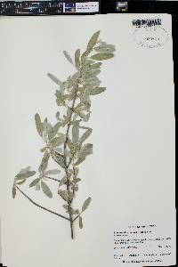 Shepherdia argentea image