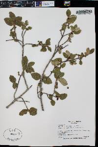 Shepherdia canadensis image