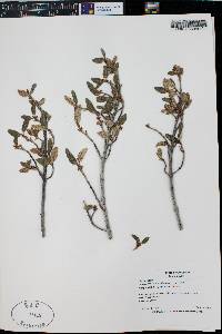 Shepherdia canadensis image