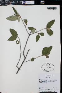 Shepherdia canadensis image