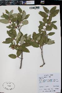 Shepherdia canadensis image