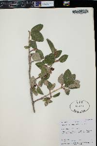 Shepherdia canadensis image