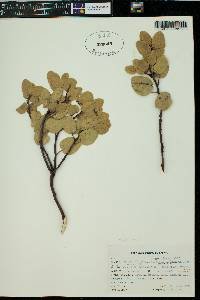 Arctostaphylos patula image