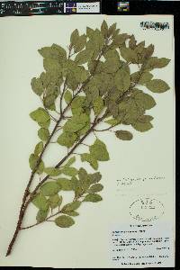 Arctostaphylos patula image