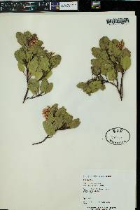 Arctostaphylos patula image