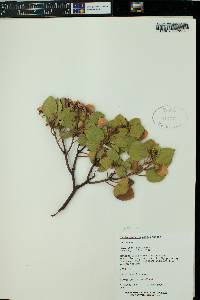 Arctostaphylos patula image