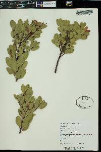 Arctostaphylos patula image