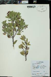 Arctostaphylos pungens image